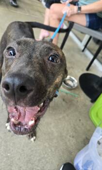 Millie -  Cane Corso Dog for Adoption in Bowie, Maryland - Millie | PetCurious