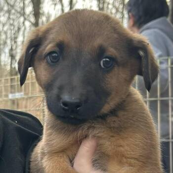 Weimaraner and Hound Dogs Available for Adoption - Flossy | PetCurious