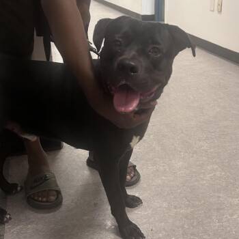 Benji -  Mixed Breed Dog for Adoption in Philadelphia, Pennsylvania - Benji | PetCurious