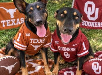 Rocky and Juno -  Australian Kelpie Dog for Adoption in Denison, Texas - Rocky And Juno | PetCurious