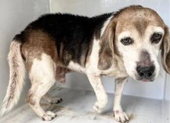A657663 -  Beagle Dog for Adoption in Houston, Texas - A657663 | PetCurious