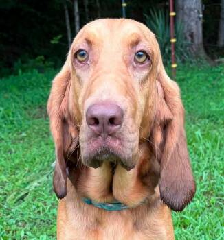 Clarabelle -  Bloodhound Dog for Adoption in Newport, Tennessee - Clarabelle | PetCurious
