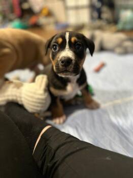 Terrier Dogs Available for Adoption - 26-01 Ross | PetCurious