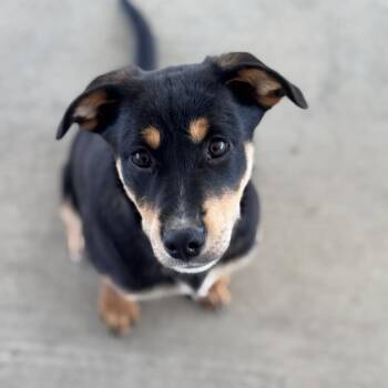 Labrador Retriever and Rottweiler Dogs Available for Adoption - Ella | PetCurious