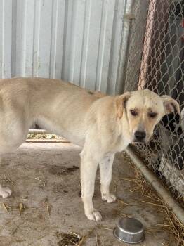 Dillon -  Mixed Breed Dog Available for Adoption in Sapulpa, Oklahoma - Dillon | PetCurious