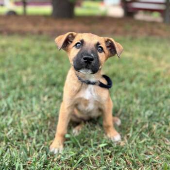 Skipper--In Foster -  Shepherd and Mixed Breed Dog for Adoption in Fargo, North Dakota - Skipper--In Foster | PetCurious