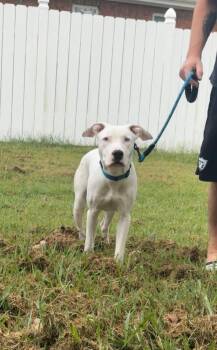 Colby -  Pit Bull Terrier and Catahoula Leopard Dog Dog for Adoption in Tulsa, Oklahoma - Colby | PetCurious