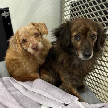 Rosalie -  Wire Fox Terrier and Mixed Breed Dog for Adoption in Normal, Illinois - Rosalie | PetCurious