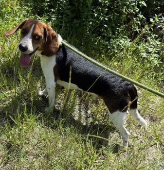 Duke -  Beagle Dog for Adoption in Sanford, Florida - Duke | PetCurious
