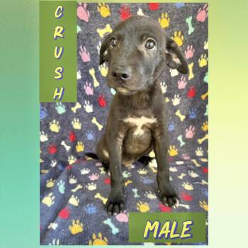 Crush -  Labrador Retriever Dog for Adoption in Manchester, Connecticut - Crush | PetCurious