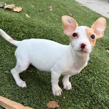 GUSSY -  Chihuahua Dog for Adoption in Richmond, California - GUSSY | PetCurious