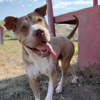 Rescue Shar Pei Dogs for Adoption in Justin, Texas - *Bruce | PetCurious