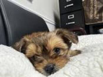 Pomeranian and Mixed Breed Dogs Available for Adoption in Lawrenceville, Georgia - Wendy Darling | PetCurious