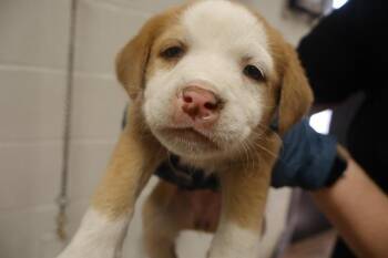 Mixed Breed Dogs Available for Adoption in Columbia, South Carolina - BRENDA | PetCurious