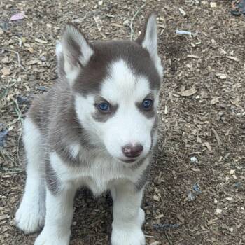 Husky Dogs Available for Adoption in Fredericksburg, Virginia - Mary J | PetCurious