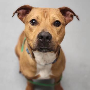 Mixed Breed Dogs Available for Adoption in Sarasota, Florida - Brows | PetCurious