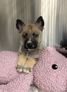 RAJ -  German Shepherd Dog Dog Available for Adoption in Rosenberg, Texas - RAJ | PetCurious