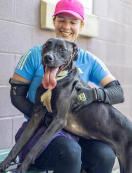 Pikachu -  Mixed Breed Dog for Adoption in Chamblee, Georgia - Pikachu | PetCurious