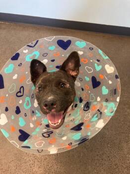 Rescue Mixed Breed Dogs for Adoption in Mishawaka, Indiana - Isabella | PetCurious