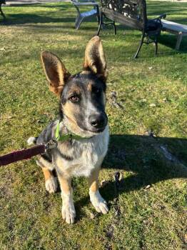 German Shepherd Dog Dogs Available for Adoption - Jeff | PetCurious