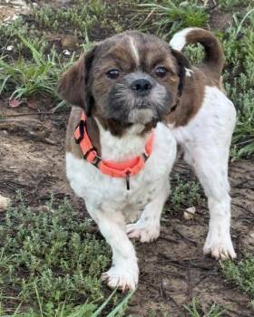 Fizz Bit -  Shih Tzu Dog for Adoption in Newport, Kentucky - Fizz Bit | PetCurious