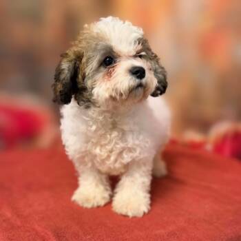 Arlo -  Poodle and Mixed Breed Dog for Adoption in Griswold, Connecticut - Arlo | PetCurious