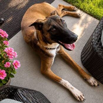 Dolly -  Belgian Shepherd Malinois Dog for Adoption in Delray Beach, Florida - Dolly | PetCurious