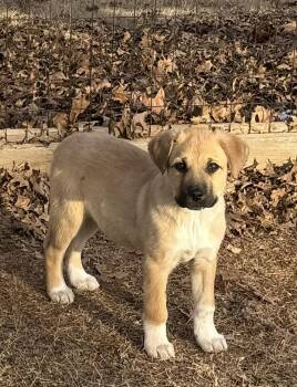 Great Pyrenees Dogs Available for Adoption - Dutchess | PetCurious