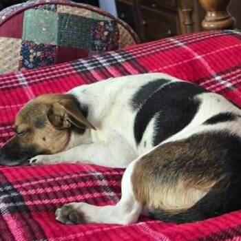 Rescue Jack Russell Terrier Dogs for Adoption in Hopkinton, Massachusetts - Ziggy | PetCurious