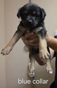 Blondie -  Shepherd and Mixed Breed Dog for Adoption in Roseville, California - Blondie | PetCurious
