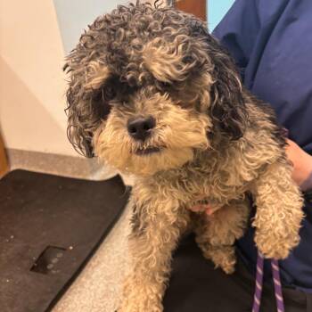 Muppet -  Poodle and Mixed Breed Dog for Adoption in Matteson, Illinois - Muppet | PetCurious