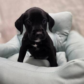 Golden Retriever and American Bulldog Dogs Available for Adoption - Rocky | PetCurious