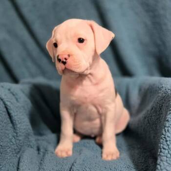 Mixed Breed Dogs Available for Adoption in Olathe, Kansas - Ophelia | PetCurious