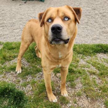 Husky and Mixed Breed Dogs Available for Adoption in Fort Wayne, Indiana - Happy | PetCurious