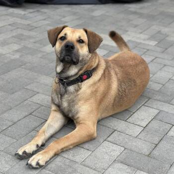 Anatolian Shepherd and Labrador Retriever Dogs Available for Adoption - Toby | PetCurious