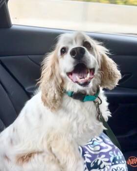 Icarus -  Cocker Spaniel Dog for Adoption in New York, New York - Icarus | PetCurious