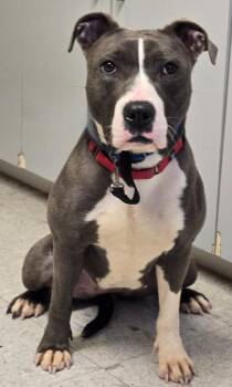 AJ -  Terrier and Pit Bull Terrier Dog Available for Adoption in Sandusky, Ohio - AJ | PetCurious