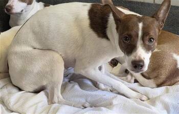 NESIA -  Terrier Dog for Adoption in San Antonio, Texas - NESIA | PetCurious