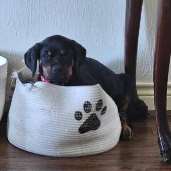 Nino -  Rottweiler Dog for Adoption in Polk, Ohio - Nino | PetCurious