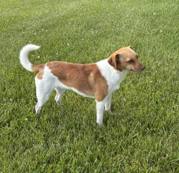 Terrier Dogs Available for Adoption in Lexington, Kentucky - Jill | PetCurious