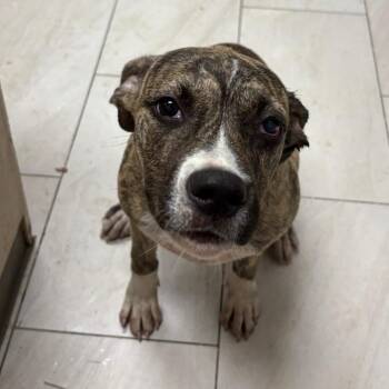 Bridget -  Pit Bull Terrier Dog for Adoption in Lufkin, Texas - Bridget | PetCurious