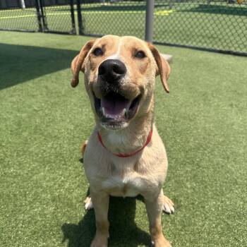 RAMSEY GS -  Labrador Retriever Dog for Adoption in Lucas, Texas - RAMSEY GS | PetCurious