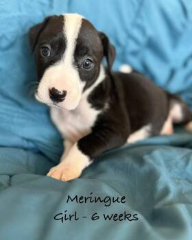 Meringue -  Pit Bull Terrier Dog for Adoption in Colorado Springs, Colorado - Meringue | PetCurious