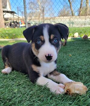 Terrier Dogs Available for Adoption in WDM, Iowa - Dill | PetCurious