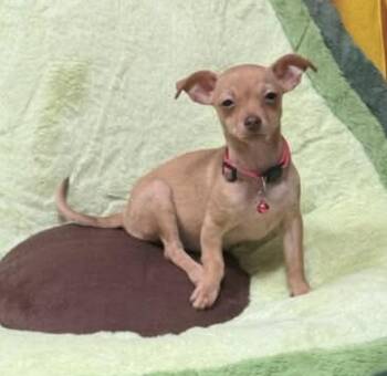 Dandy -  Chihuahua Dog for Adoption in Wolcott, Connecticut - Dandy | PetCurious