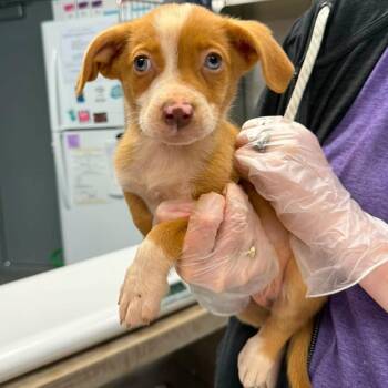 Jailbird Juice -  Mixed Breed Dog for Adoption in Fredericksburg, Virginia - Jailbird Juice | PetCurious