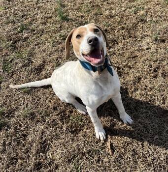 Hound Dogs Available for Adoption - Panda | PetCurious