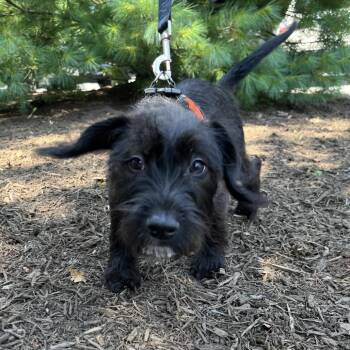 Luciana -  Terrier and Mixed Breed Dog for Adoption in East Hampton, New York - Luciana | PetCurious