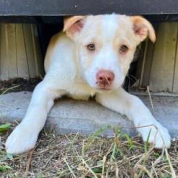 Guffy -  Mixed Breed Dog for Adoption in Fredericksburg, Virginia - Guffy | PetCurious