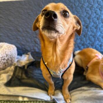 Terrier Dogs Available for Adoption in San Francisco, California - Far Out 13972 | PetCurious